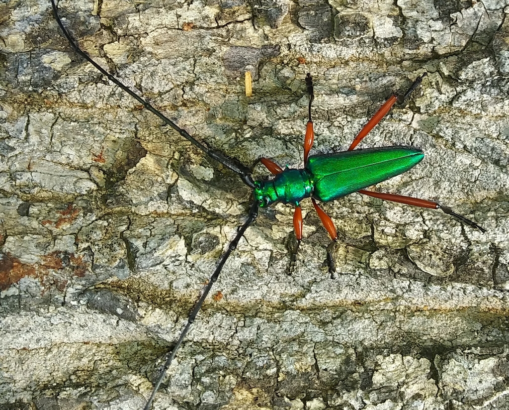 Plinthocoelium chilense