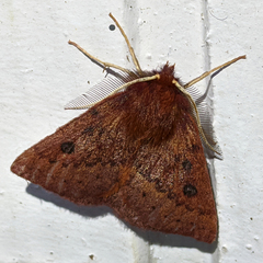 Anthela addita