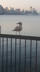 Larus delawarensis