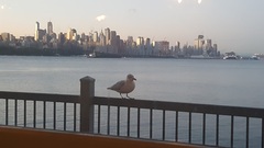 Larus delawarensis