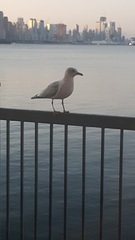 Larus delawarensis