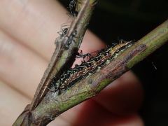 Jalmenus evagoras