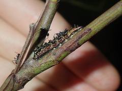 Jalmenus evagoras
