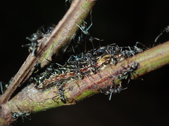 Jalmenus evagoras