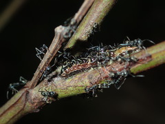 Jalmenus evagoras