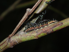 Jalmenus evagoras