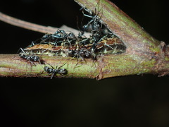 Jalmenus evagoras