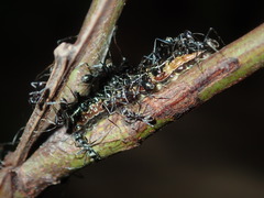 Jalmenus evagoras