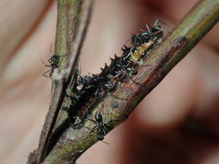 Jalmenus evagoras