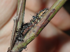 Jalmenus evagoras