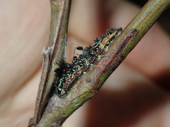 Jalmenus evagoras