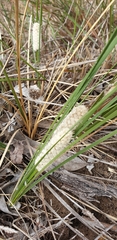 Lomandra leucocephala