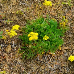 Lomatium caruifolium