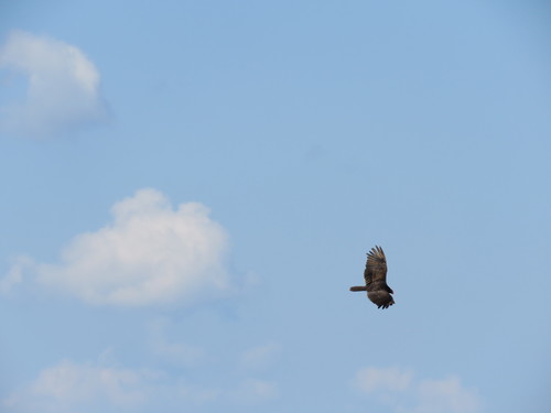 Turkey Vulture photographed in North Dakota