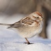 American Tree Sparrow - Photo (c) Cameron Eckert, some rights reserved (CC BY-NC), uploaded by Cameron Eckert