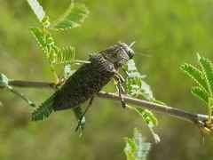 Lampetis cupreopunctata