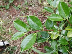 Camellia hiemalis