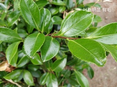 Camellia hiemalis