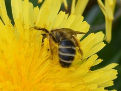 Andrena flavipes