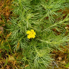 Lomatium caruifolium