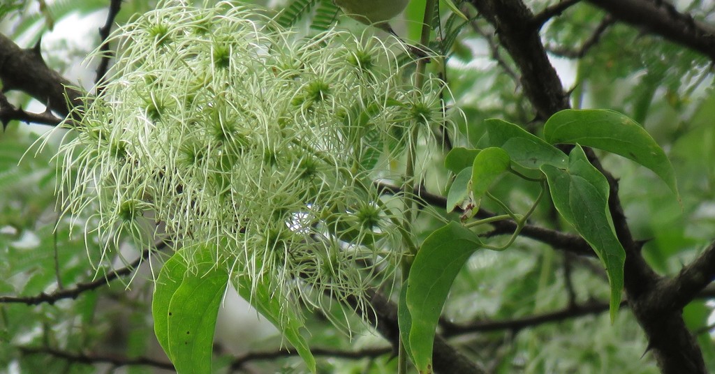 Clematis acapulcensis