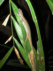 Saproscincus basiliscus