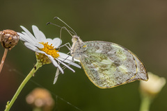 Lieinix nemesis nemesis