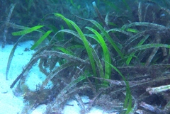 Posidonia australis