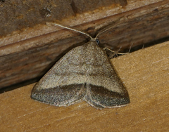 Macaria varadaria