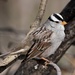 Gambel's White-crowned Sparrow - Photo (c) Cameron Eckert, some rights reserved (CC BY-NC), uploaded by Cameron Eckert