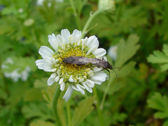 Rhypodes