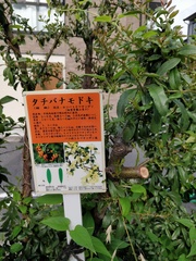 Pyracantha angustifolia