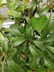 Pyracantha angustifolia