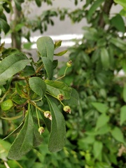 Pyracantha angustifolia