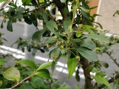 Pyracantha angustifolia