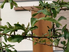 Pyracantha angustifolia