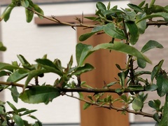 Pyracantha angustifolia