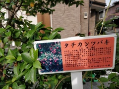 Camellia hiemalis