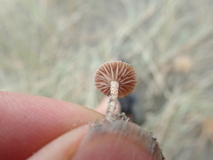 Paramarasmius mesosporus