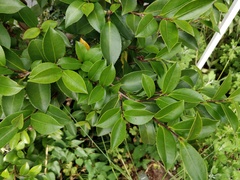 Camellia hiemalis