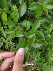Camellia hiemalis