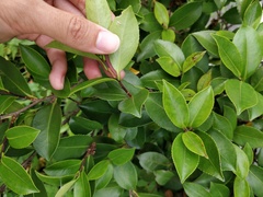 Camellia hiemalis