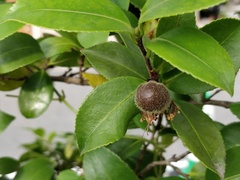 Camellia hiemalis