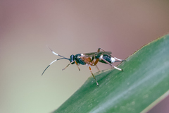 Goryphus basilaris