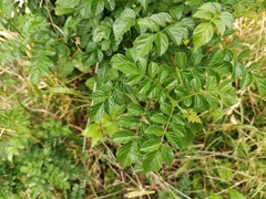 Tecomaria capensis