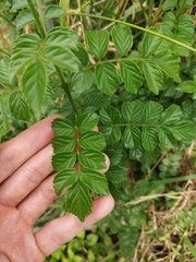 Tecomaria capensis