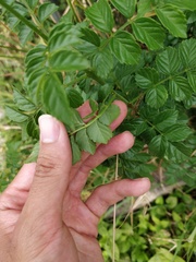 Tecomaria capensis