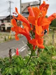 Tecomaria capensis
