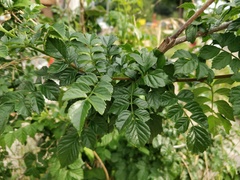 Tecomaria capensis