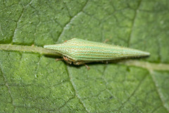 Polyglypta